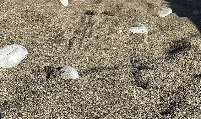 Kemer’de son caretta caretta yuvası açıldı