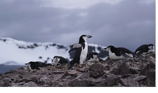 ‘Penguen Dünyası’, 7 Ekim Çarşamba Saat 20.00’de National Geographic WILD Ekranlarında!