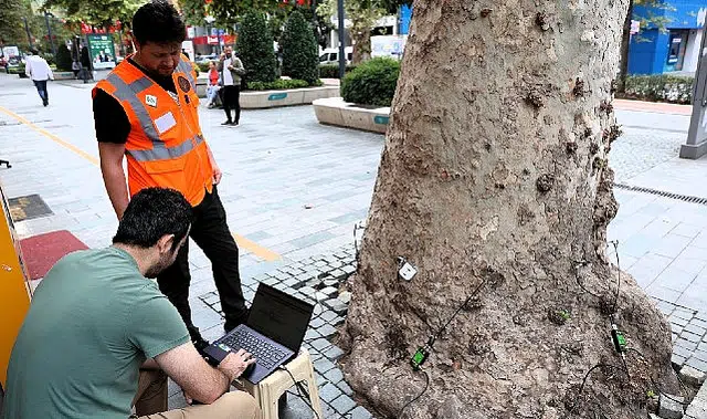 Asırlık ağaçlar tomografiyle korunacak