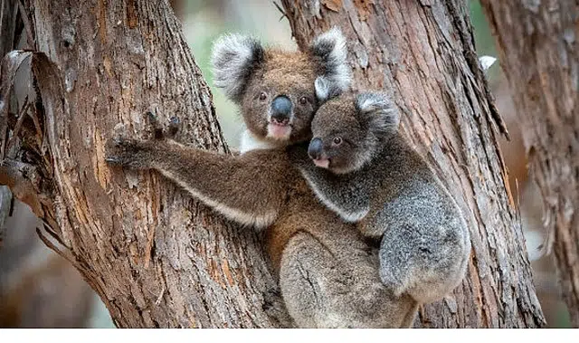 ‘Güneyin Minik Yavruları’,   31 Ekim Cumartesi Saat 20.00’de National Geographic WILD Ekranlarında İki bölüm Art Arda İzleyicilerle Buluşuyor!